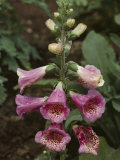 Foxglove  Which Yields Digitalis  is Vital in the Treatment of Heart Disease