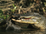 American Alligator Eats its Prey on Floridas Gulf Coast