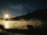 The Sun Sets over a Silhouetted Bison Standing Near a Hotspring