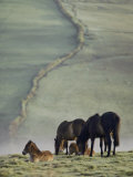 Moor Ponies
