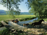 Wild Horses Cross a Stream on a High Plain Surrounded by Mountains