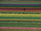 A Man Helps Tend Six Million Tulips at Keukenhof in the Netherlands