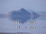 American Avocets Reflected in a Pool of Water
