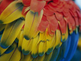 A Close-up View of a Parrots Rainbow Feathers