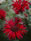 Bee Balm Plants  Whose Flowers Draw Hummingbirds and Bees