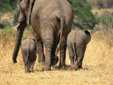 Rear View of Female Elephant Flanked by Two Babies