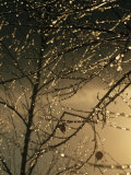 The Frozen Branches of a Small Birch Tree Sparkle in the Sunlight