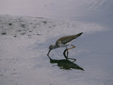 A Sandpiper Skims the Water for a Meal in the Meadowlands