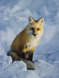 A Red Fox Sits in the Snow