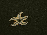 An Ochre Sea Star Lies on Black Sand