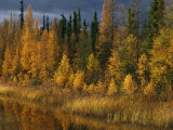 Autumn Colors are Displayed in the Sedges and Tamarack Trees