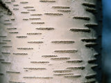 A Close View of White Birch Bark