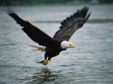 An American Bald Eagle Grabs a Fish in its Talons