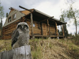 A Hawk Owl Sits on a Stump Near a Log Cabin