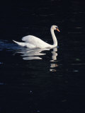 A Graceful Mute Swan Glides Across the Dark Waters of the Thames