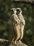 A Pair of Meerkats Keep a Double Watch on Things