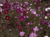 Pink and Red Wildflowers in Meadow
