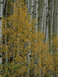 A Close View of Quaking Aspen Trees Growing Along the Kebler Pass in Colorados Elk Mountains