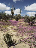 A Desert View with Red Clover Surrounding Various Cacti