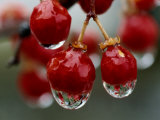 A Close View of Water Droplets on Wild Red Berries