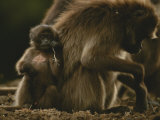 A Young Gelada  Theropithecus Gelada  Nibbles on a Piece of Grass