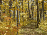 Woodland Trail