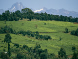 Tea Plantations Covering the Hills Near Mount Kenya