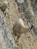 Rocky Mountain Goats on a Steep Hillside