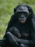 A Mother Bonobo Holds Her Baby at the San Diego Wild Animal Park
