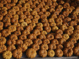 Rows of Little Squash Resembling Miniature Pumpkins Form a Pattern