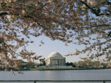 Cherry Blossoms in Full Bloom Frame the Jefferson Memorial Across the Tidal Basin