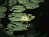 A Delicate Water Lily Flower Floating Near Lily Pads