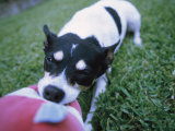 A Jack Russell Terrier Plays with a Stuffed Toy