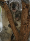 A Koala and its Baby Cling to a Eucalyptus Tree in Eastern Australia