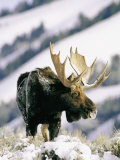 A Bull Moose Surveys His Territory from a High Point