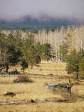 Trail-Running in the San Francisco Peaks