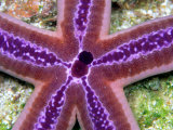 A Close View of a Beautiful Lavender-Colored Starfish