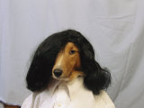 A Collie is Posed for a Humorous Photograph Wearing a Wig