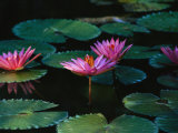 Beautiful Pink Water Lily Flowers in Bloom