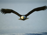 American Bald Eagle in Flight over Water