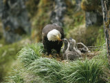 An American Bald Eagle Feeds its Young