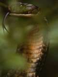 A Close View of a King Cobra Flicking its Tongue Out