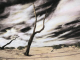 Encroaching Sand Dunes Bury Dead Tree Trunks