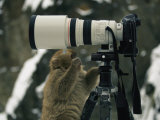A Curious Japanese Macaque  or Snow Monkey  Examines a Camera