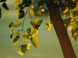 Close View of a Tree Branch and Leaves