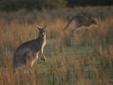 Kangaroos in a Grassland Area