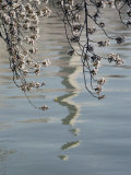 An Abstract Reflection of the Washington Monument on the Rippled Surface of the Tidal Basin