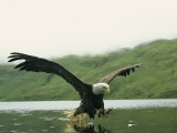 An American Bald Eagle in Flight over Water Hunting for Fish