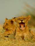 An African Lion Cub Yawns While Resting