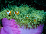 Western Clown Anemonefish Make Their Home Among the Tentacles of a Magnificent Sea Anemone